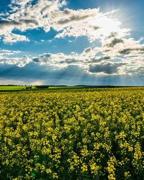 Sunbeams breaking through the clouds in a rapeseed field. Stock Photos