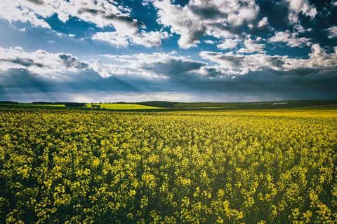 Sunbeams breaking through the clouds in a rapeseed field. Stock Photos
