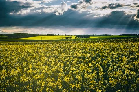 Sunbeams breaking through the clouds in a rapeseed field. Stock Photos