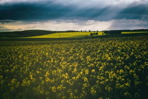 Sunbeams breaking through the clouds in a rapeseed field. Stock Photos