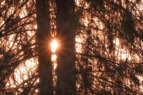 Sunbeams breaking through dark pine tree branches during sunset, suitable for Fotos Stock