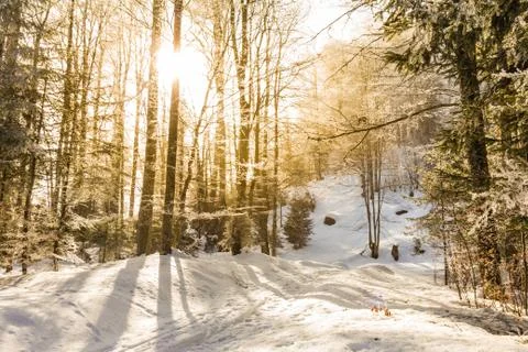 Sunbeams breaking through the icy trees on a winter trail. Stock Photos