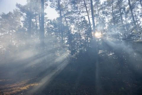 Sunbeams Breaking Through a Misty Pine Forest Stock Photos