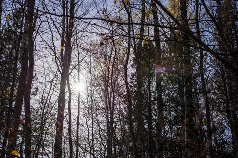 Sunbeams breaking through trees Stock Photos