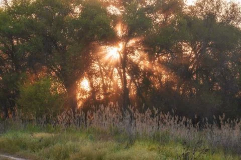 Sunbeams breaking through trees at sunset or sunrise creating a natural light Фото