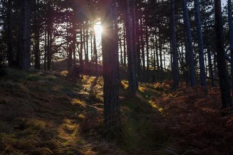 Sunbeams breaking in the woods Stock Photos
