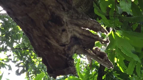 Sunbeams bursting through a dense mango tree canopy down to a weathered, hollow  Video stock 337222110