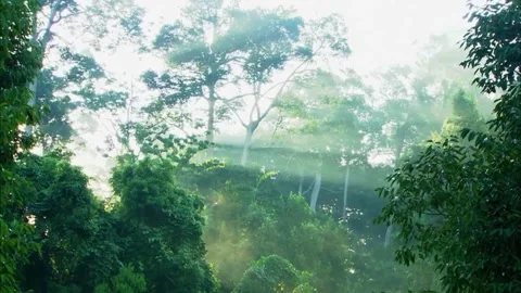 Sunbeams Bursting Through Jungle Canopy, High Exposure Sky, 4K Stock Footage 339049949