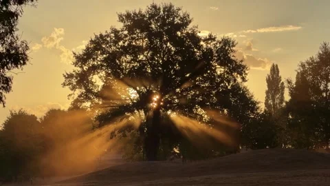 Sunbeams Bursting Through Large Oak Tree Silhouette at Sunrise Stock Footage 344001241