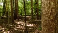 Sunbeams Cast Across A Pine Forest Floor - Time Lapse Video HD