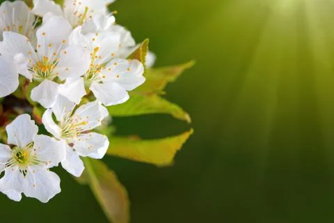 Sunbeams on cherry blossoms. Stock Photos