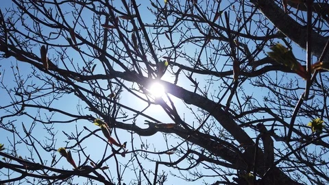 Sunbeams that come between the branches of an old tree Stock Footage 119454373