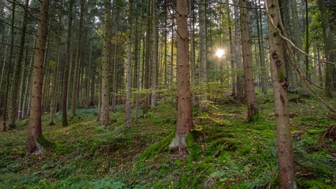Sunbeams in a conifer forest Stock Footage 128853908