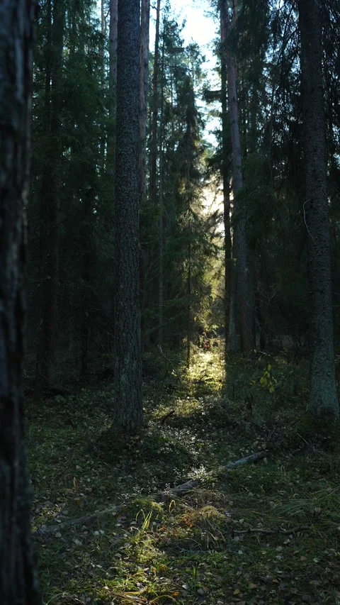 Sunbeams in a coniferous forest. Video stock 291154982