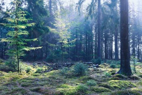 Sunbeams in coniferous forest Stock Photos