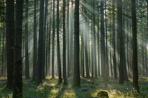 Sunbeams coniferous forest trees morning beeches Odenwald Baden Wuerttemberg Stock Photos