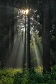 Sunbeams in dark forest Stock Photos