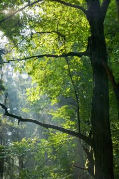Sunbeams entering deciduous stand Stock Photos