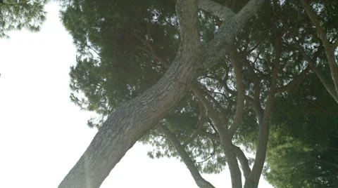 Sunbeams falling on the path in autumn forest on a foggy morning. Stock Footage 67006914