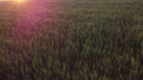 Sunbeams on a field with wheat Stock Footage 133484780