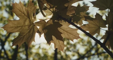 Sunbeams filter through autumn leaves, creating a peaceful and radiant Stock Footage 277596166
