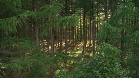 Sunbeams Filter Through Dense Pine Forest Canopy Stock Footage 342784270