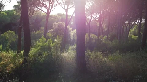 Sunbeams filter through the pine trees. Panning 4K Video stock 297298054