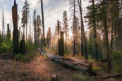 Sunbeams filter through the trees and a fallen log amongst Sequoia redwoods Stock Photos