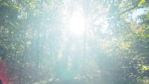 Sunbeams Filtering Gently Through Dense Woodland Trees Stock Footage 300951400
