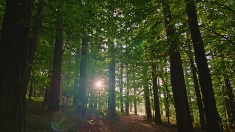 Sunbeams filtering through dense green forest trees at sunset Stock Footage 347854174
