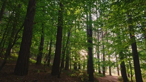 Sunbeams filtering through dense green forest trees at sunset in Vitosha Stock Footage 347854351