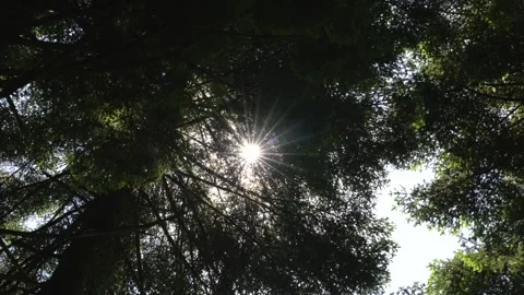 Sunbeams filtering through dense tree branches in a forest. Stock Footage 342419569