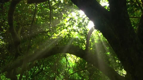 Sunbeams Filtering Through Forest Canopy, Jungle Sun Flare, 4K Stock Footage 337054996