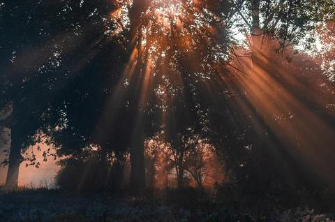 Sunbeams Filtering Through Forest Canopy Stock Photos
