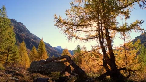 Sunbeams filtering through golden larch trees in alpine valley Stock Footage 346323980