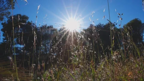 Sunbeams Filtering Through Tall Dry Grass Stock Footage 333133453