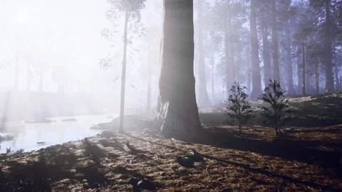 Sunbeams filtering through towering pine silhouettes and shadows Stock Footage 341827133