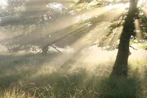 Sunbeams in fog between trees Stock Photos