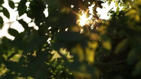 Sunbeams in foliage at sunset Video stock 132431020