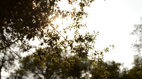 Sunbeams Stock Footage 85598562