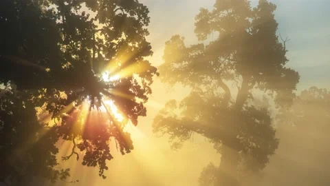 Sunbeams Stock Footage 142218936