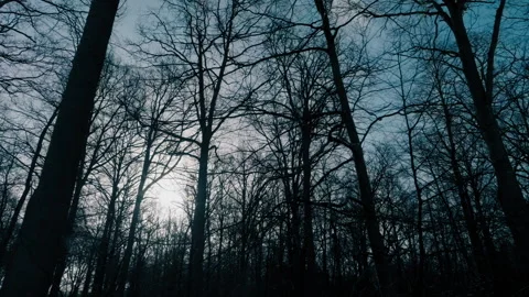 Sunbeams in the forest Video stock 263139538