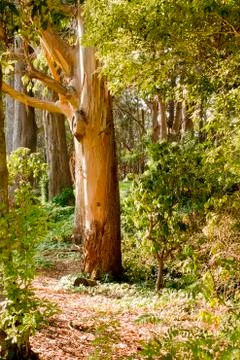 Sunbeams in Forest Stock Photos