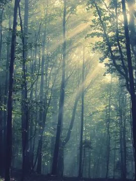 Sunbeams in the forest Stock Photos