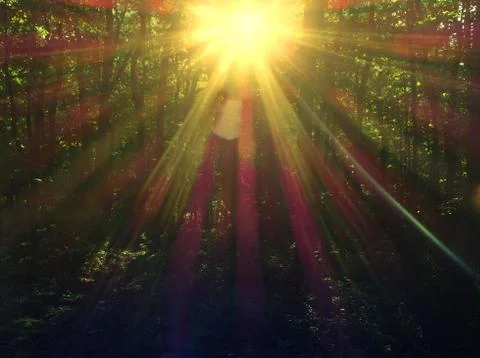 Sunbeams in the forest Stock Photos