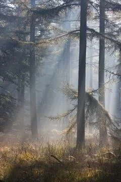 Sunbeams in forest Stock Photos