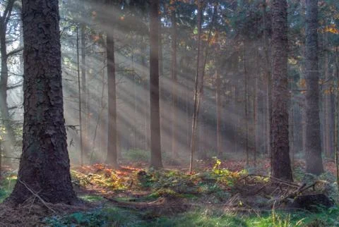 Sunbeams in a forest Stock Photos
