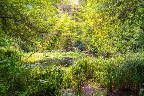 Sunbeams in forest Stock Photos