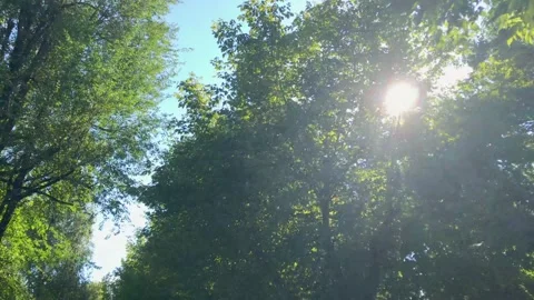 Sunbeams in the green branches of trees Stock Footage 195884693