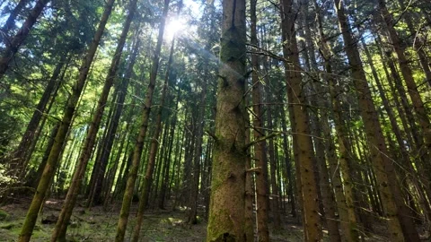 Sunbeams in the Idyllic Spruce Forest Stock Footage 308550784